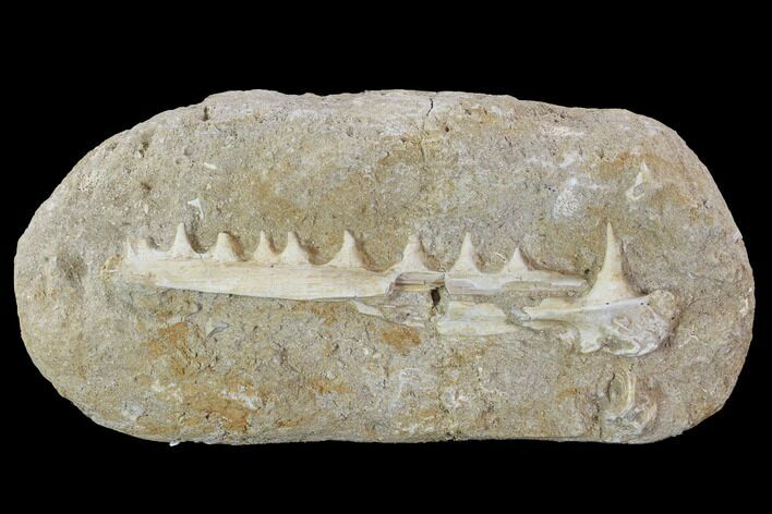 Enchodus Jaw Section with Teeth - Cretaceous Fanged Fish #90141